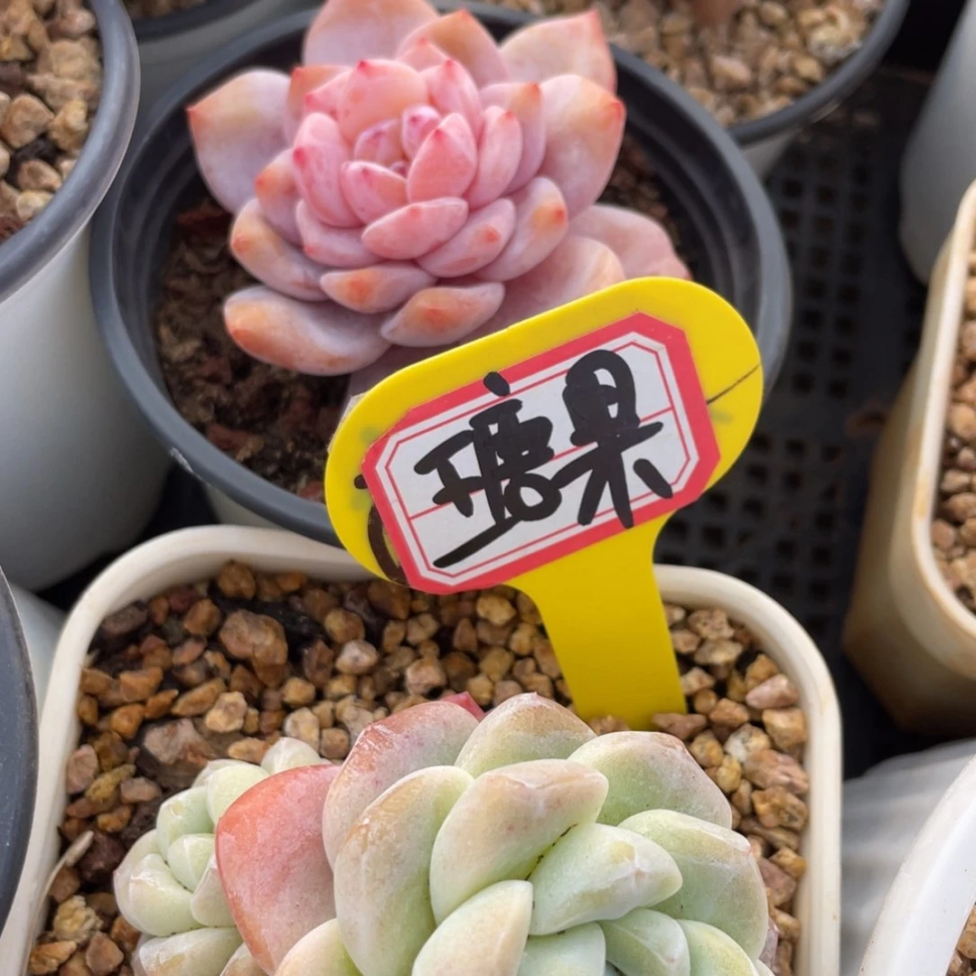 瑭*姐姐说她真的不是一般