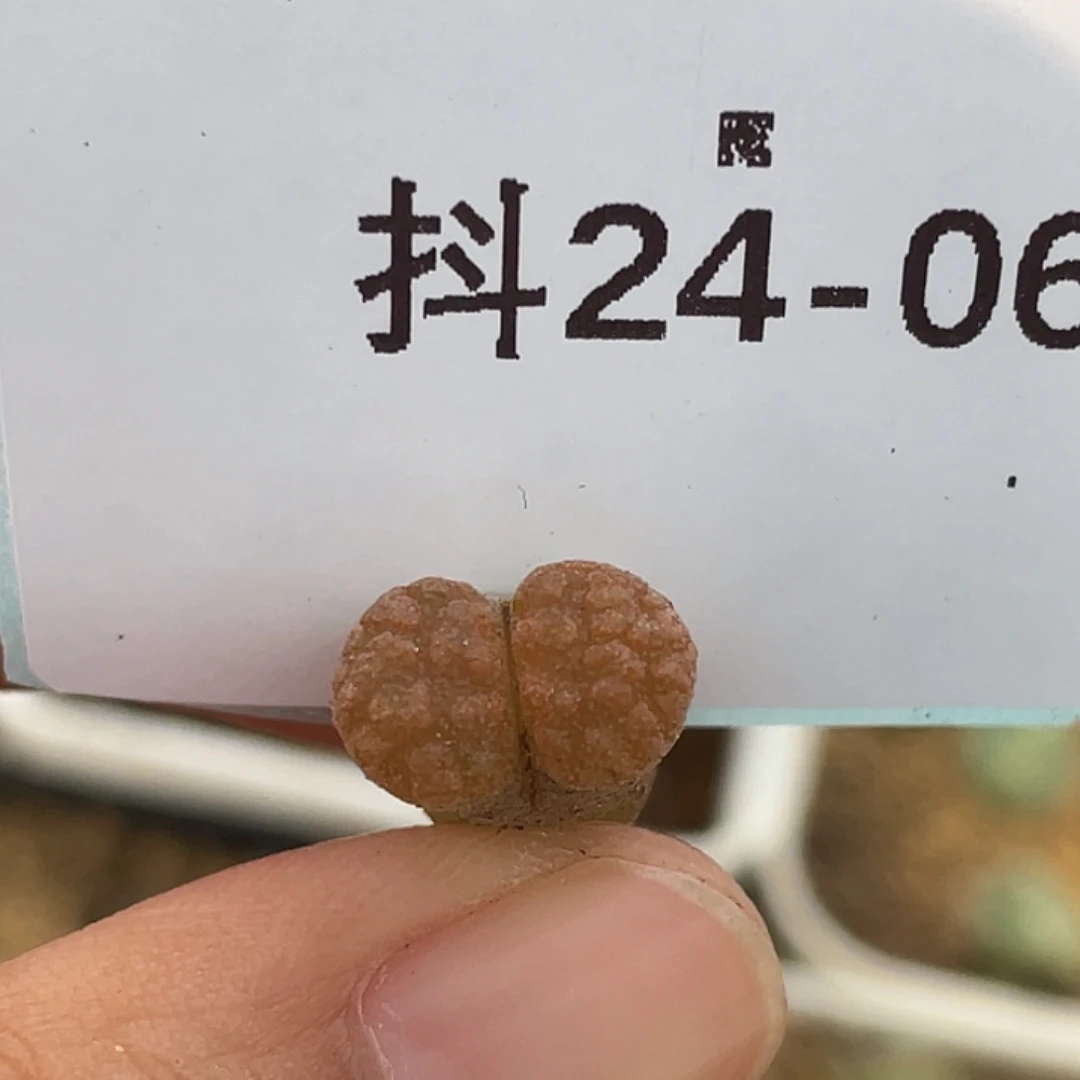 24-6小蛋糕风铃多肉植物