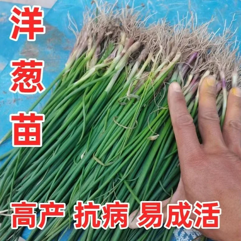山东寿光紫皮带根水果洋葱苗二红扁圆耐寒高产抗病家庭菜园苗子
