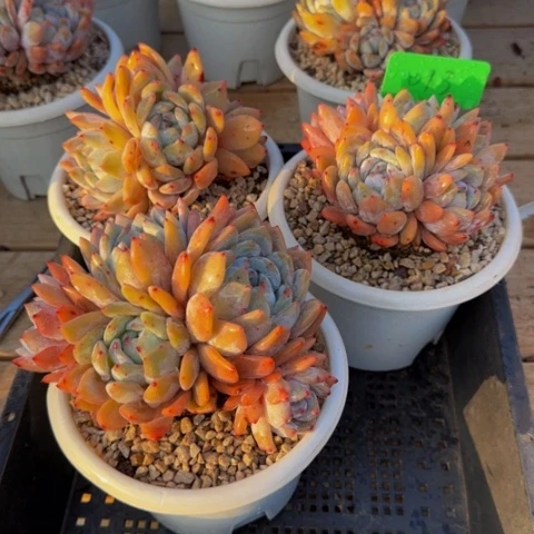 组合套餐编号13号