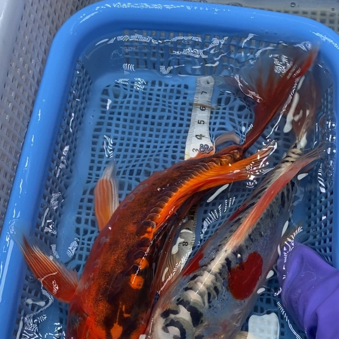 锦鲤冷水锦鲤包邮