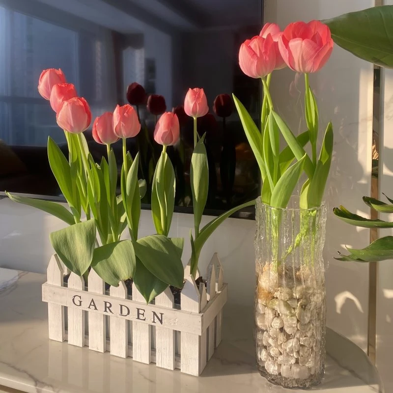 【新疆西藏包邮】郁金香种球多年生花卉种子土培水培花卉绿植