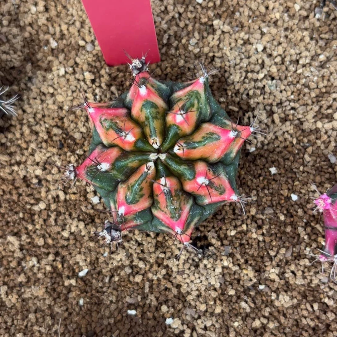 L601-0102泰国发货