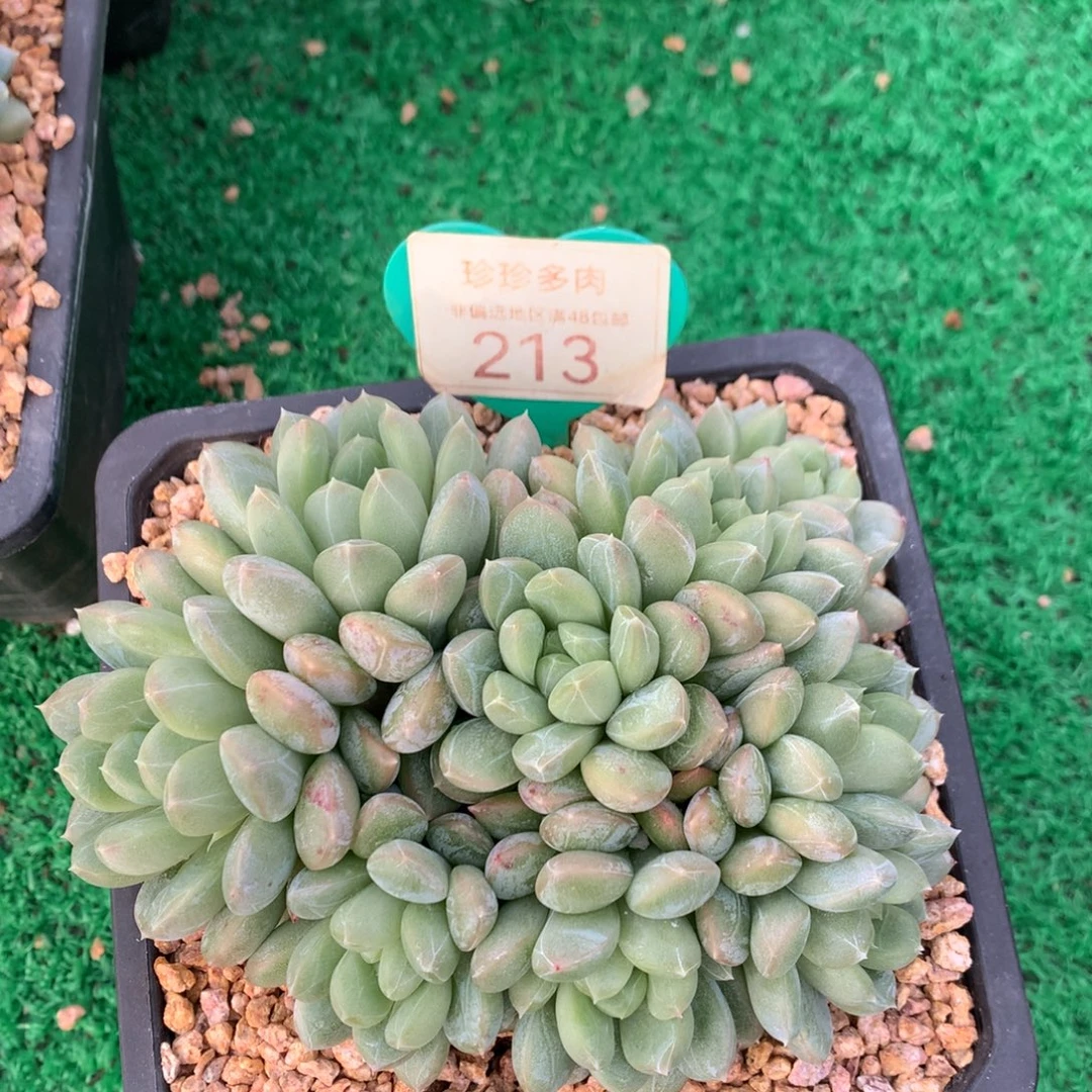 百达翡翠无砍平头213