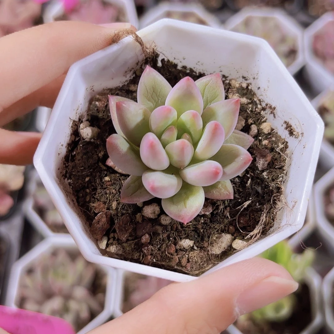 精品虞美人多肉植物