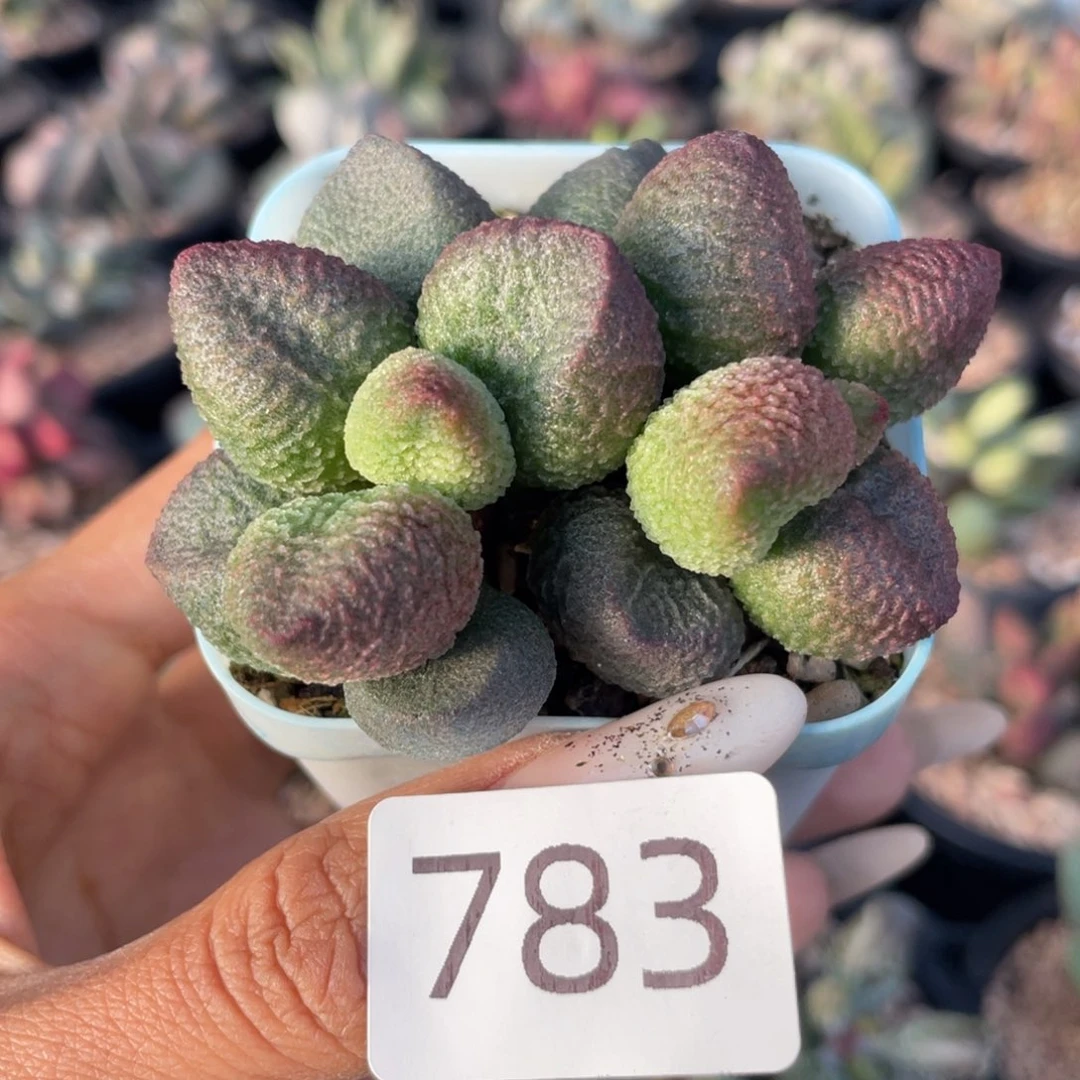 晓****屋       水蜜桃。  783。