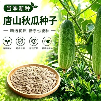 【唐山秋瓜种子】耐热耐寒可越冬四季可种适合阳台盆栽蔬菜种子