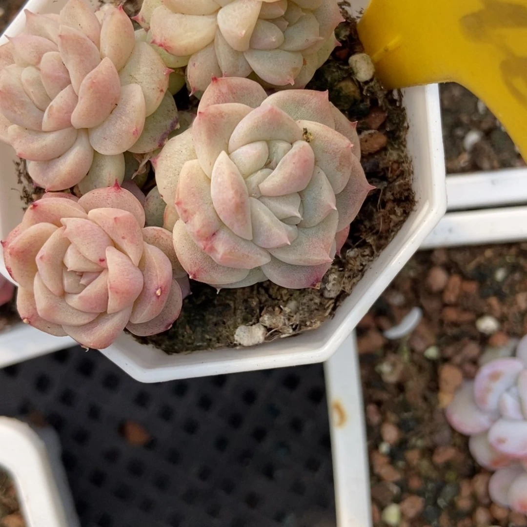 1096甜心石化多肉植物