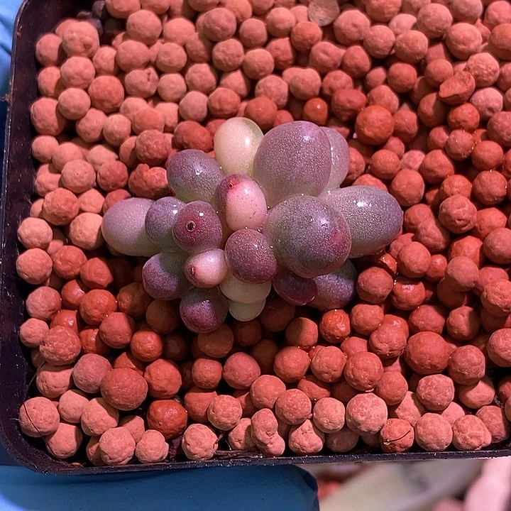 大叶汤圆锦多肉植物