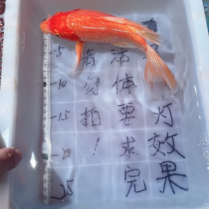蝴蝶鲤鱼渔场直发111