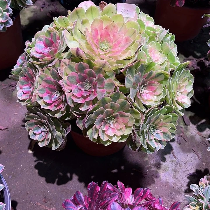 多肉植物雨荷00629