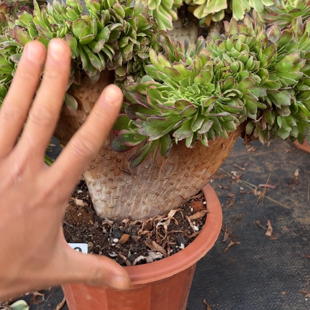 610号海王缀化多肉植物