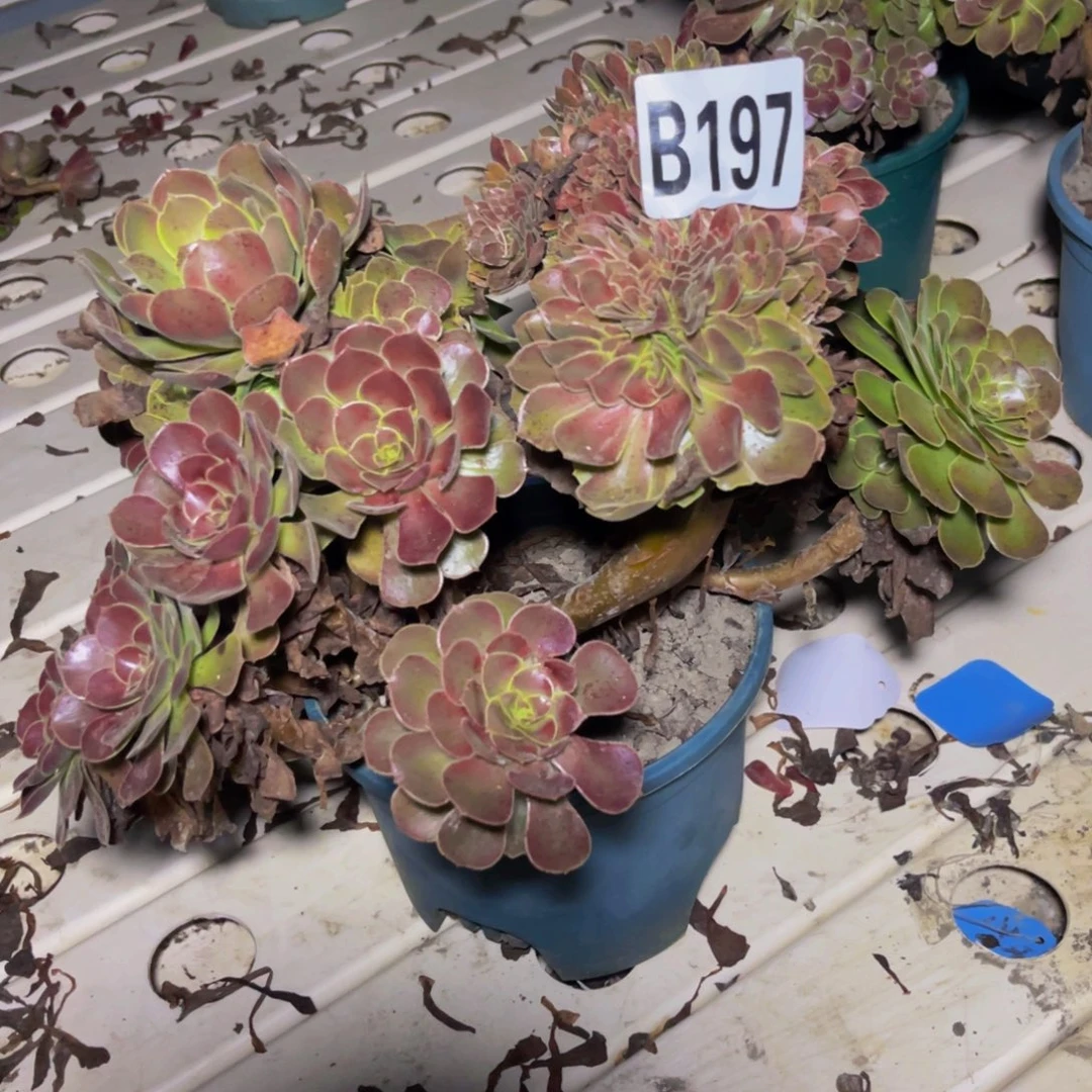 荷兰法师7///-33包邮