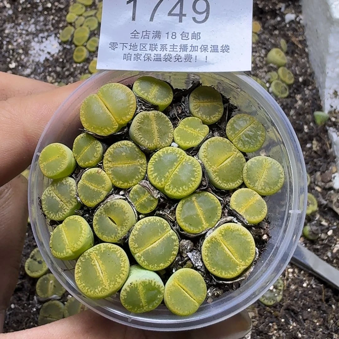 1749 哈哈哈哈哈哈哈哈哈哈
