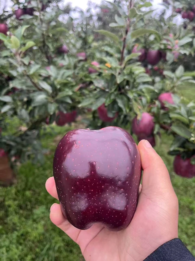 甘肃天水花牛苹果新鲜当季水果脆粉两吃香甜多汁产地直采现货先发