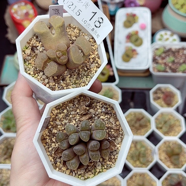 郎哥多肉生石花15-18