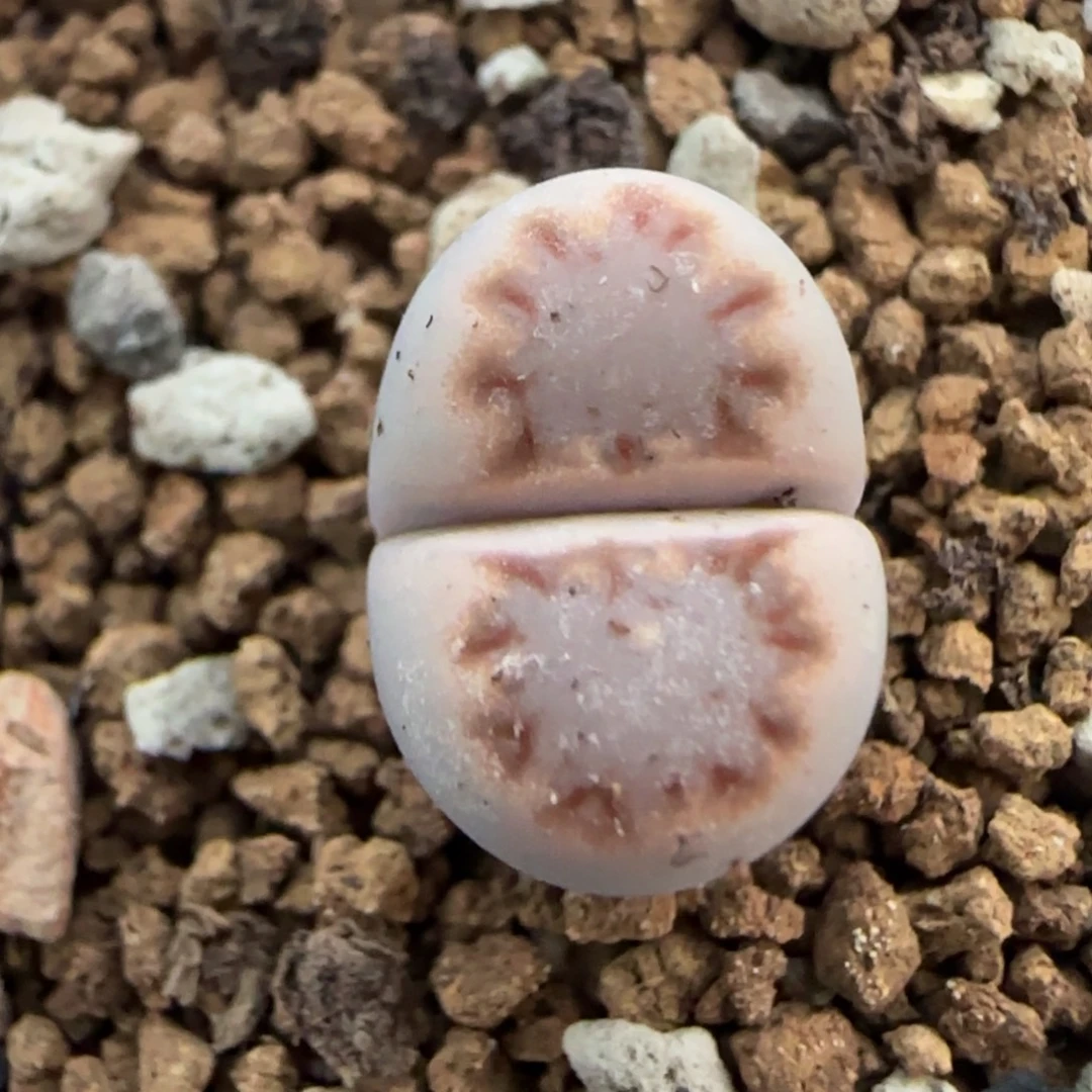 37二蜕小个子饼干大棚直播