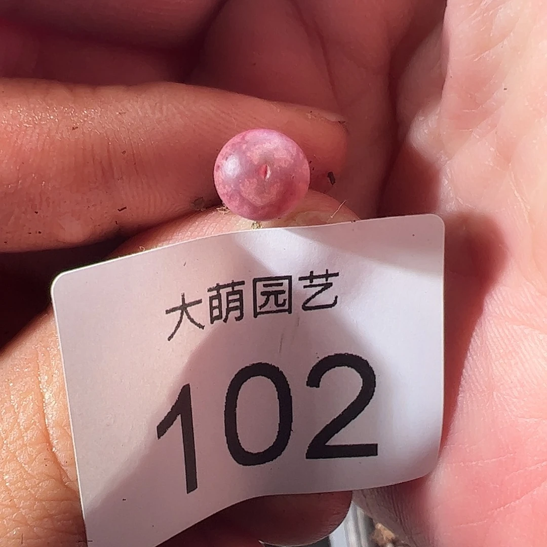 一物一拍。        102