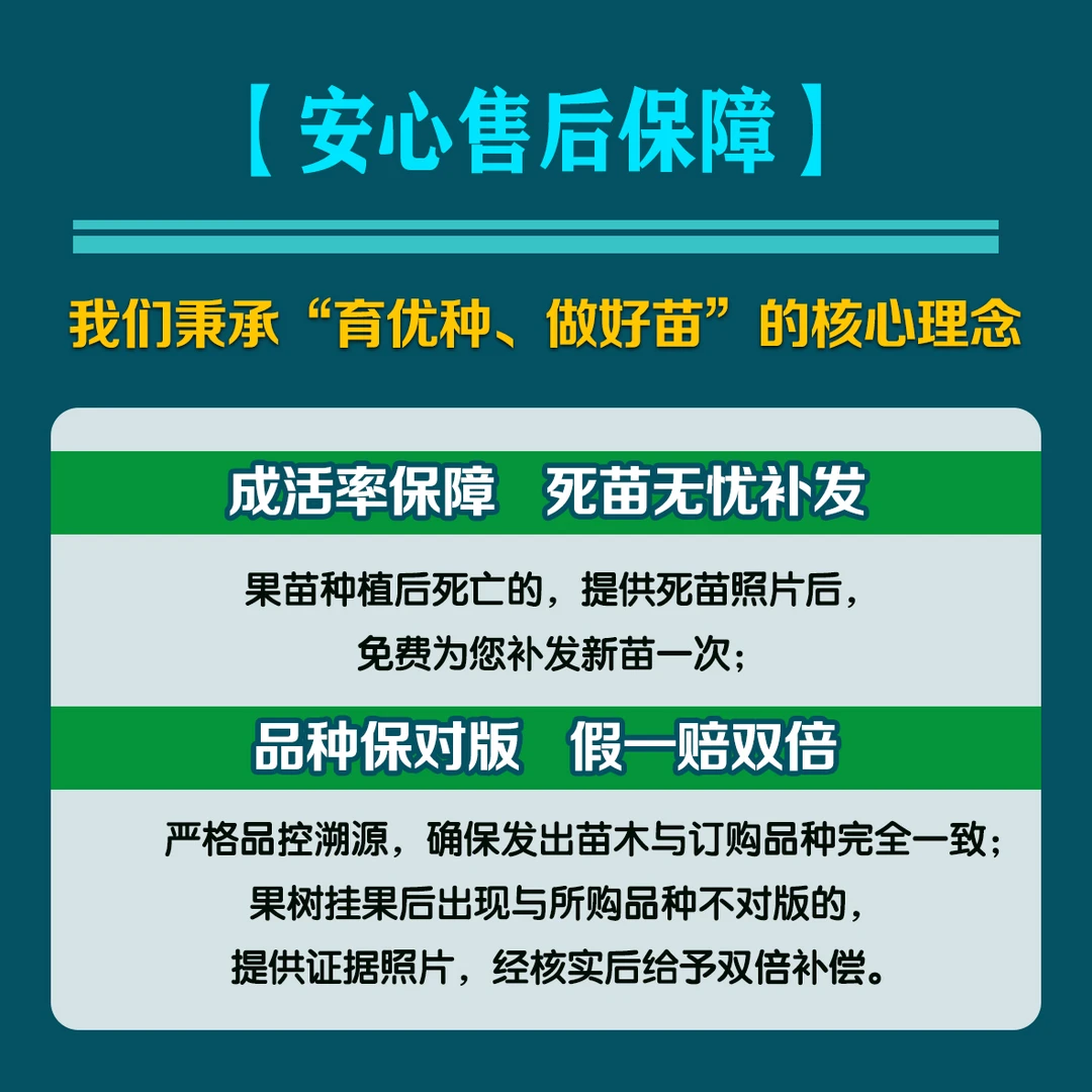 品禧瑞果苗专拍链接