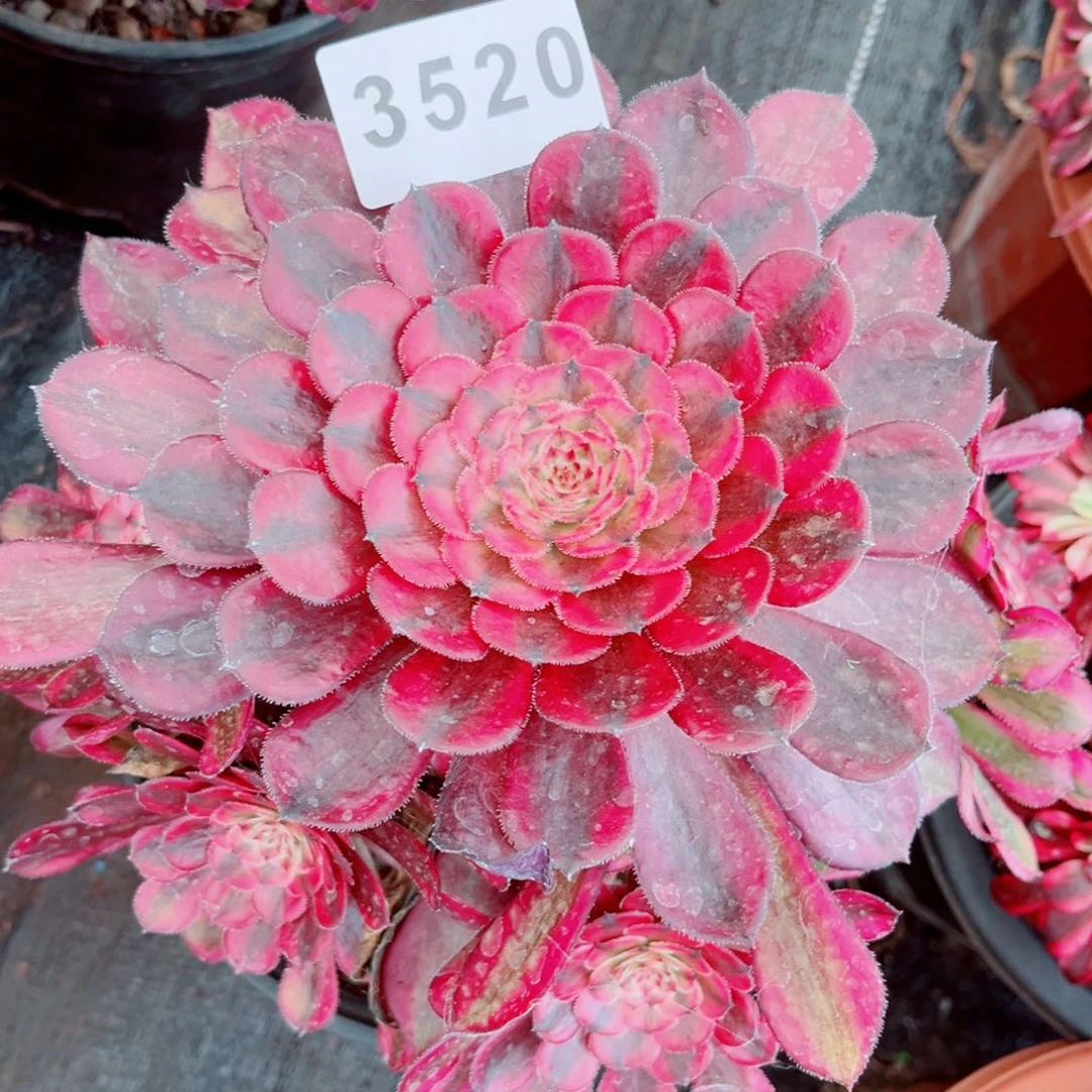 白月光多肉发货发货