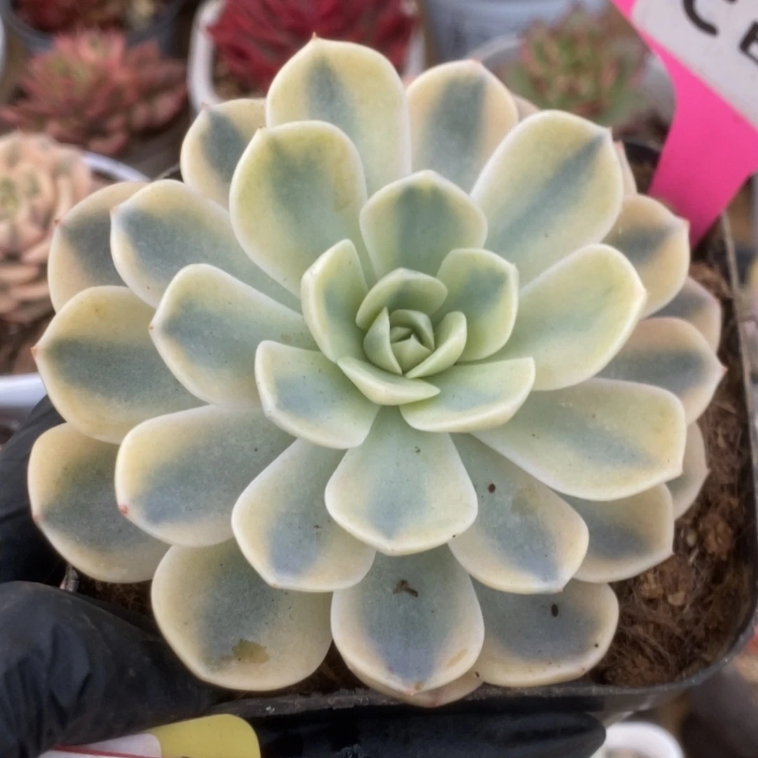 680汉堡锦锦锦锦锦