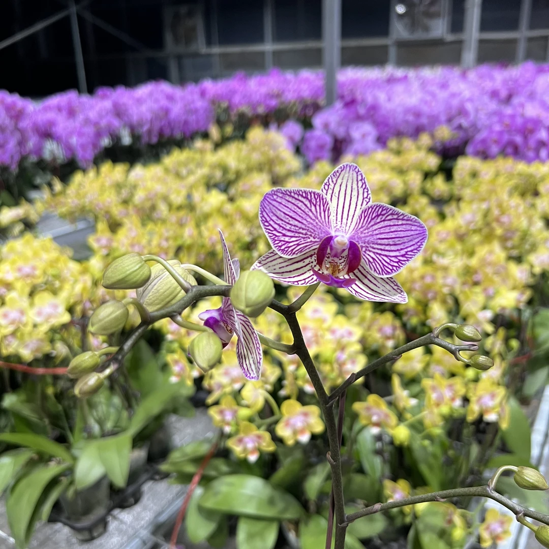 予兰花卉（水晶之恋）带花带花苞3.0寸杯发货