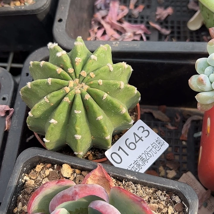 幸运的是我还在努力地生活