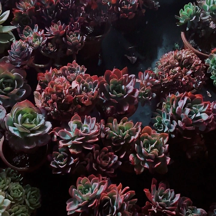 绮罗仙子精品多肉盆栽