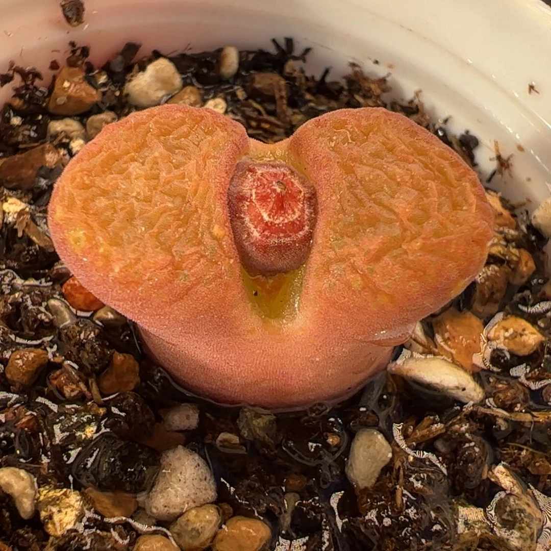 033多肉植物百科