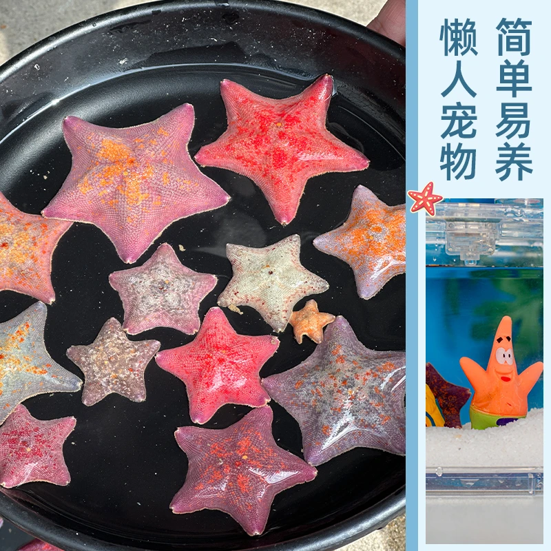 直播专用链接海星活体海星宠物小朋友宠物小朋友礼物海星饲养套餐