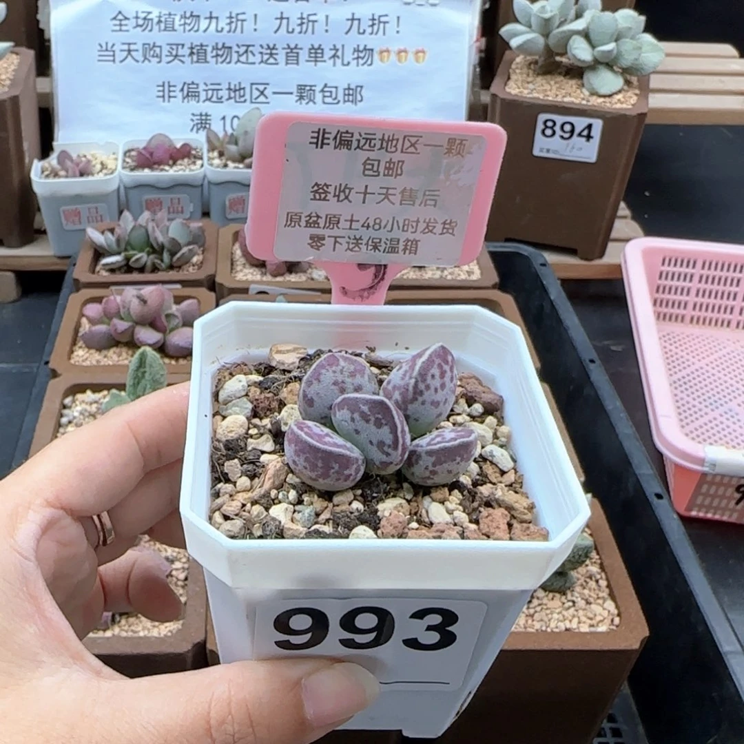 993艾薇蛋多肉植物