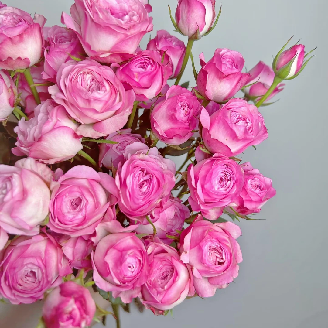 草莓多头玫瑰花   居家办公优选《东北基地发货》