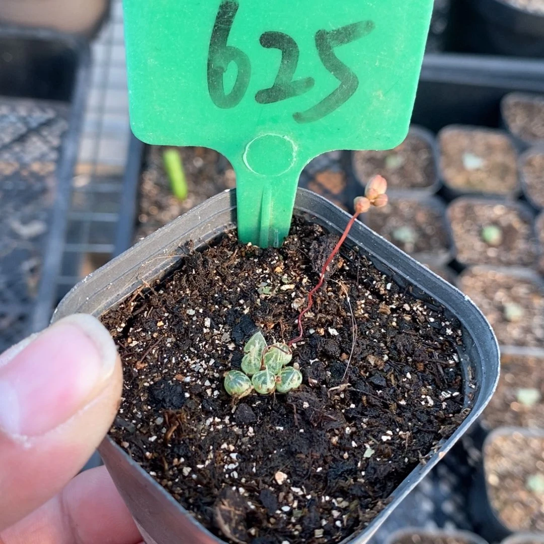 洛丽塔多肉植物一个