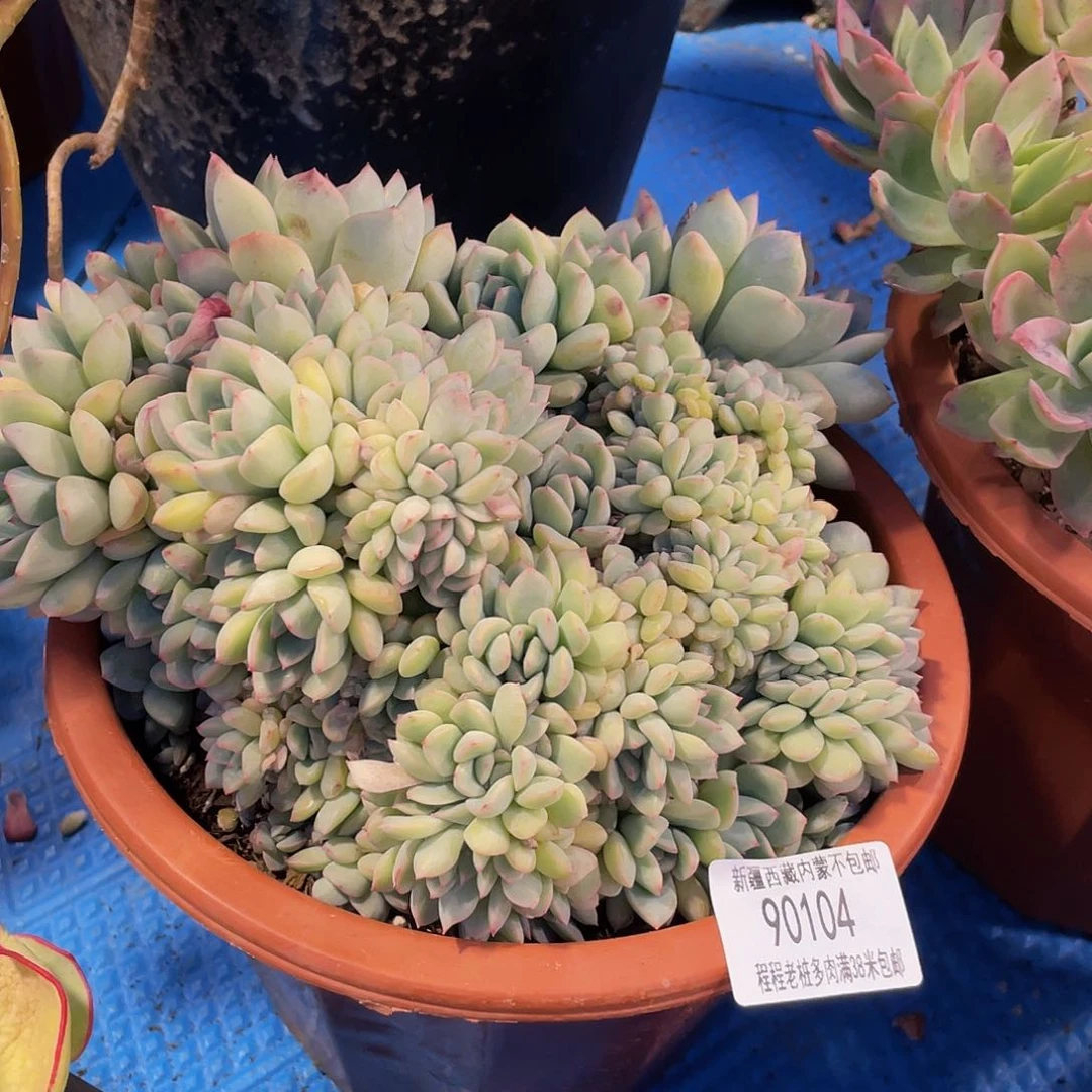 ～***～樱桃缀90104多肉