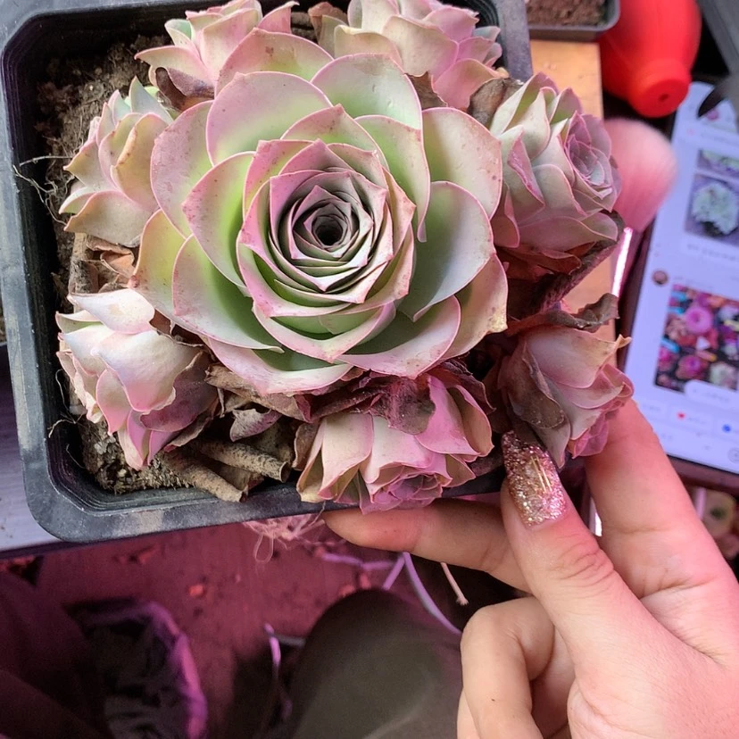 【闪购商品】暗*美妮314