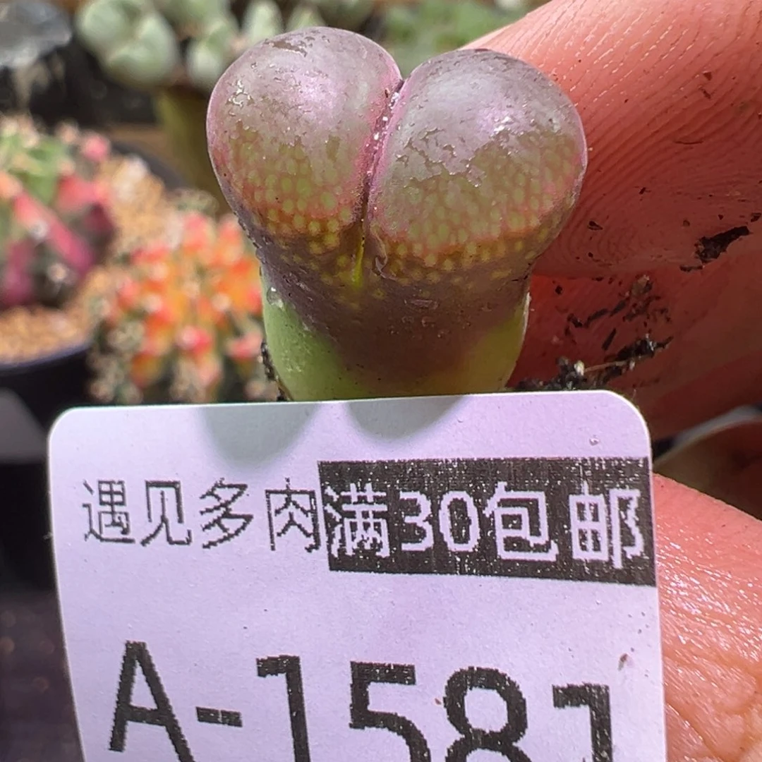 多肉植物111111111111