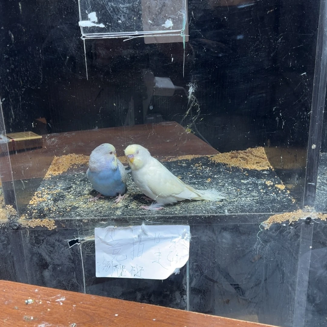 虎皮鹦鹉特色大头