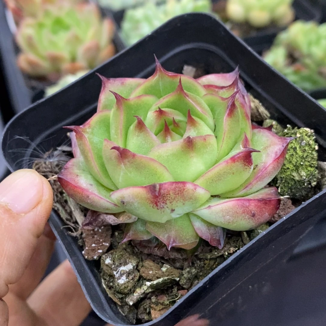 精品多肉一物一拍不包整72