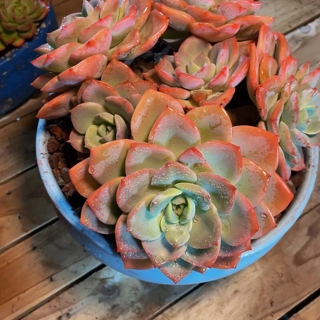 铁***侠粉之恋多肉植物群
