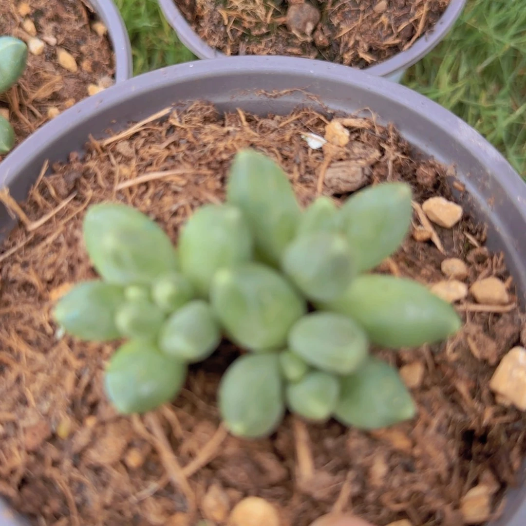 多肉植物多肉植物
