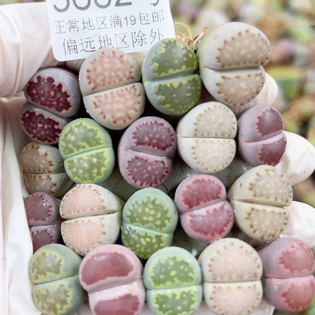 5682四年彩饼干19个1.5-2cm