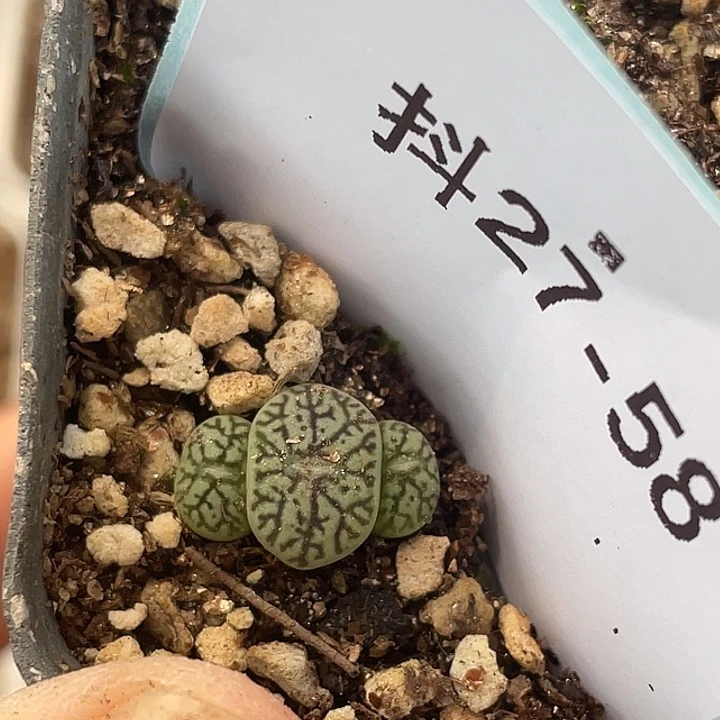 27-58唐草墨多肉植物