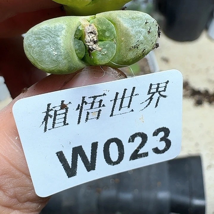 023盒多肉植物哇x