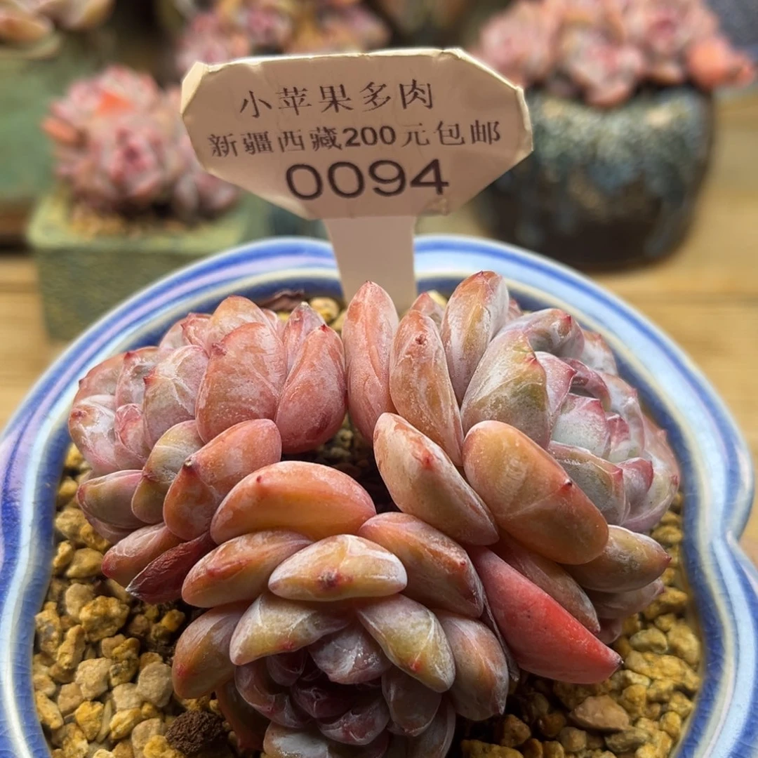 绿底紫心094/9cm3头