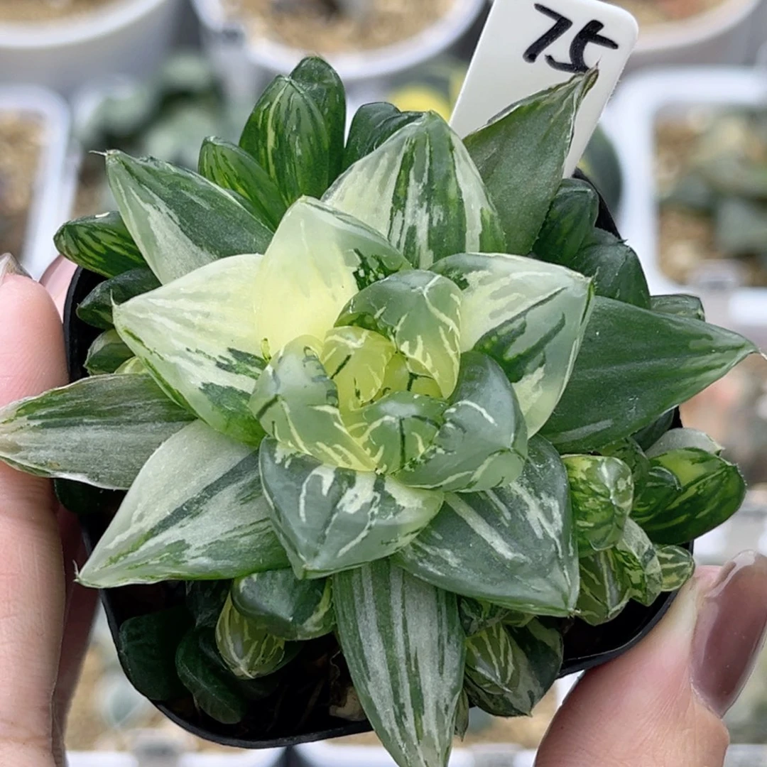 75花火玉露锦带仔福利专场