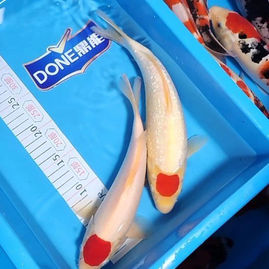 锦鲤2条单顶小当岁银鳞不银鳞