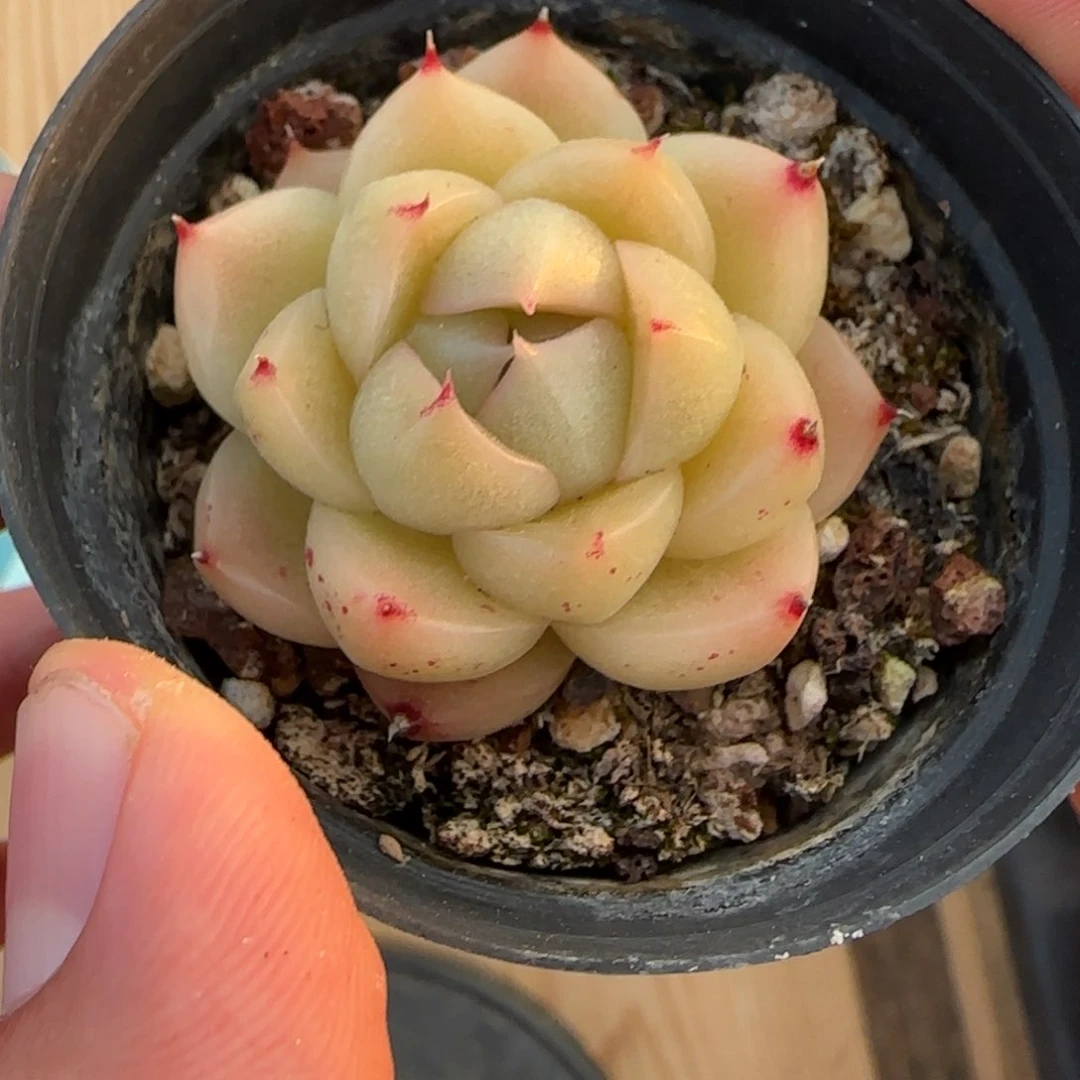 一物一拍麦秆珍妮05150