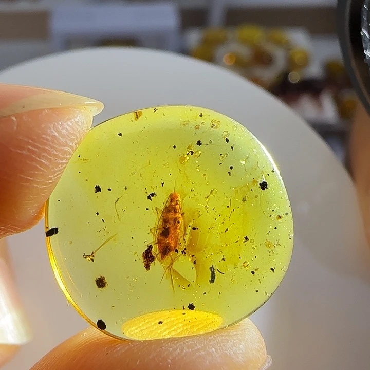 裸石琥珀未镶嵌蜚蠊虫珀标本