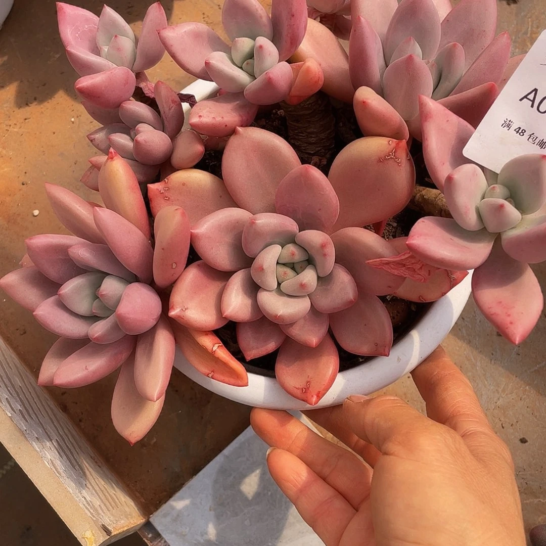 桃花源058 多肉多肉多肉