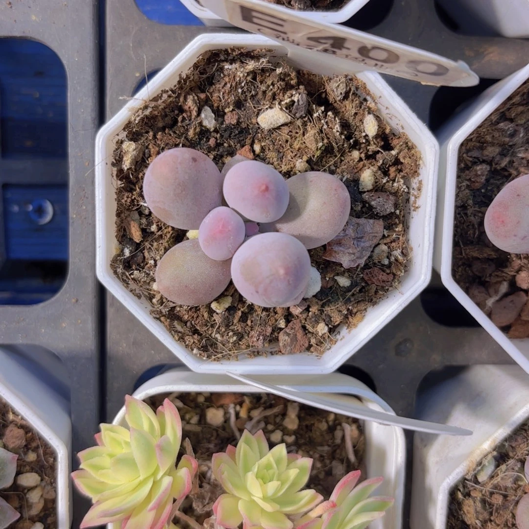 E400Mike奶一物一拍